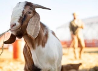 Urutan Pilihan Hewan untuk Kurban