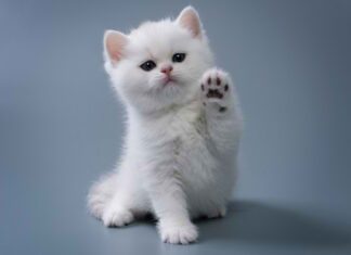 Kenapa Allaah Mendatangkan Kucing ke Rumah