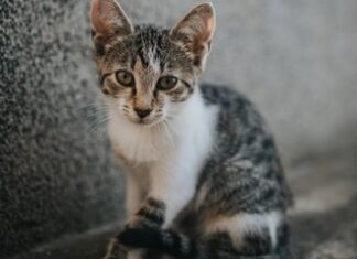 Tidak Memperjualbelikan Kucing