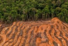 Serakahnomics: Suara Pilu dari Langit Sumatera