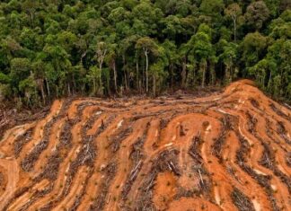 Serakahnomics: Suara Pilu dari Langit Sumatera