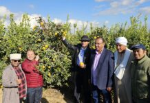 Mesir Pasar Ekspor Terbesar Pertama bagi Indonesia di Afrika