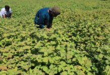 Koperasi Centrum Syariah Sejahtera Jalin Kerjasama dengan Petani Nilam Sumatera Barat
