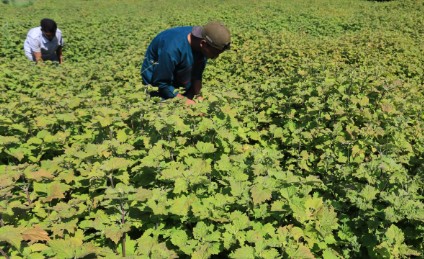 Koperasi Centrum Syariah Sejahtera Jalin Kerjasama dengan Petani Nilam Madura