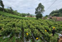 Kementan Pastikan Stok Cabai Aman dan Surplus Hadapi Ramadan dan Idulfitri