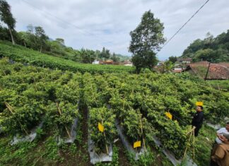 Kementan Pastikan Stok Cabai Aman dan Surplus Hadapi Ramadan dan Idulfitri