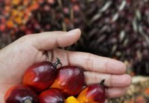 Kementan: Hilirisasi CPO Tekan Impor Solar dan Perkuat Ekonomi Nasional