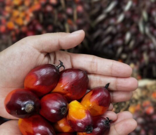 Kementan: Hilirisasi CPO Tekan Impor Solar dan Perkuat Ekonomi Nasional