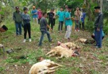 KKSS Depok Salurkan Hewan Kurban kepada Warga dan Santri, Perkuat Semangat Kebersamaan