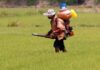 Indonesia Swasembada, di Thailand Harga Gabah Anjlok dan Petani Tuntut Jaminan Harga Lebih Tinggi